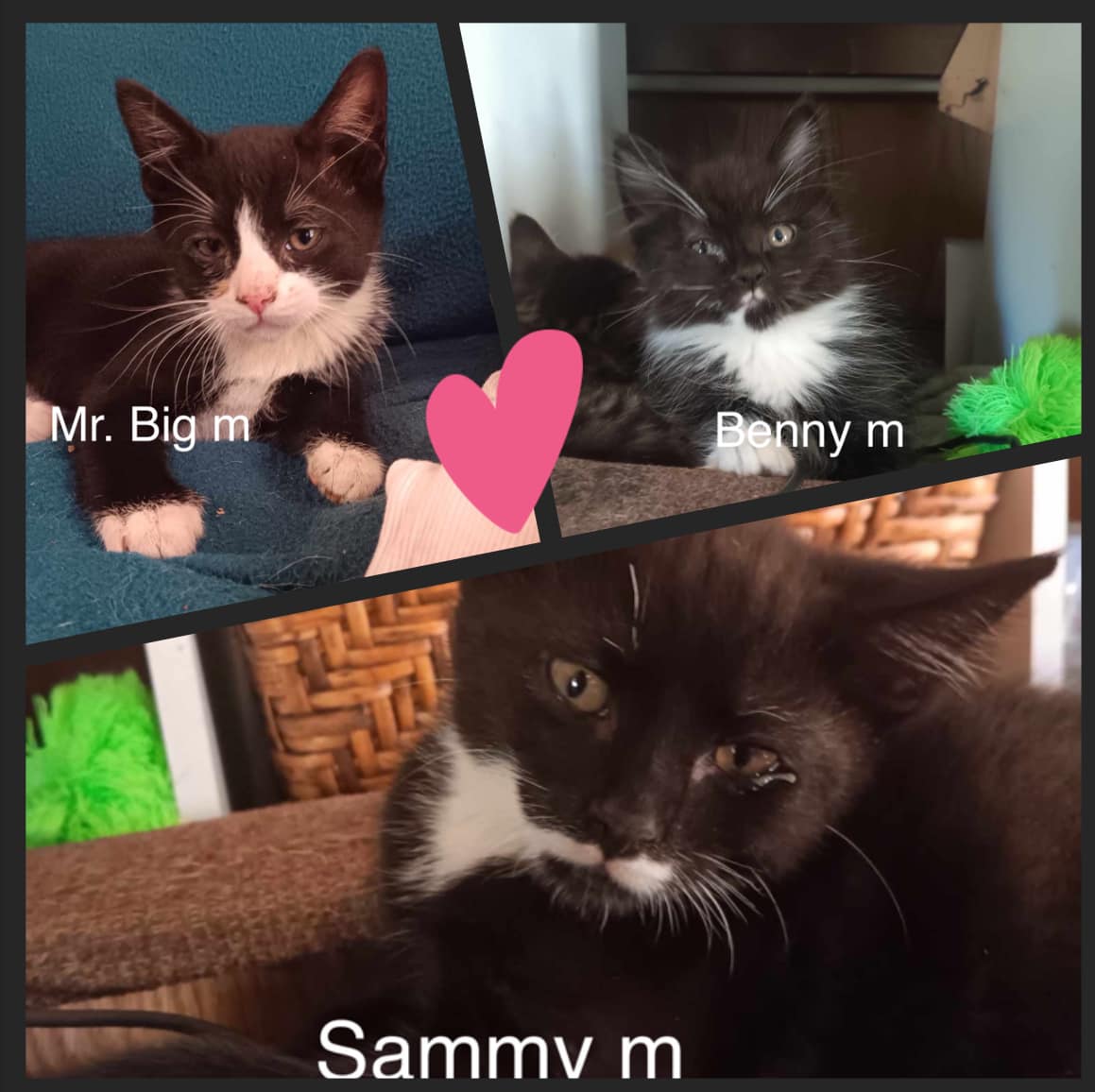 Benny, Betty & Sammy