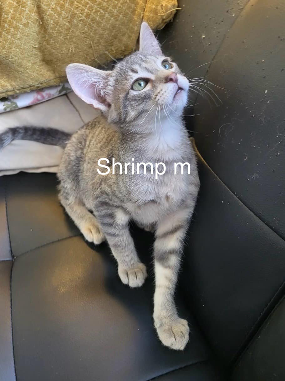 Shrimp