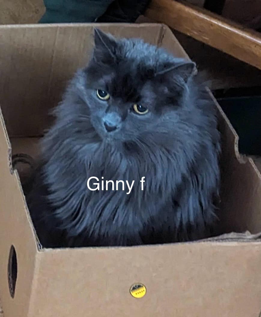 Ginny