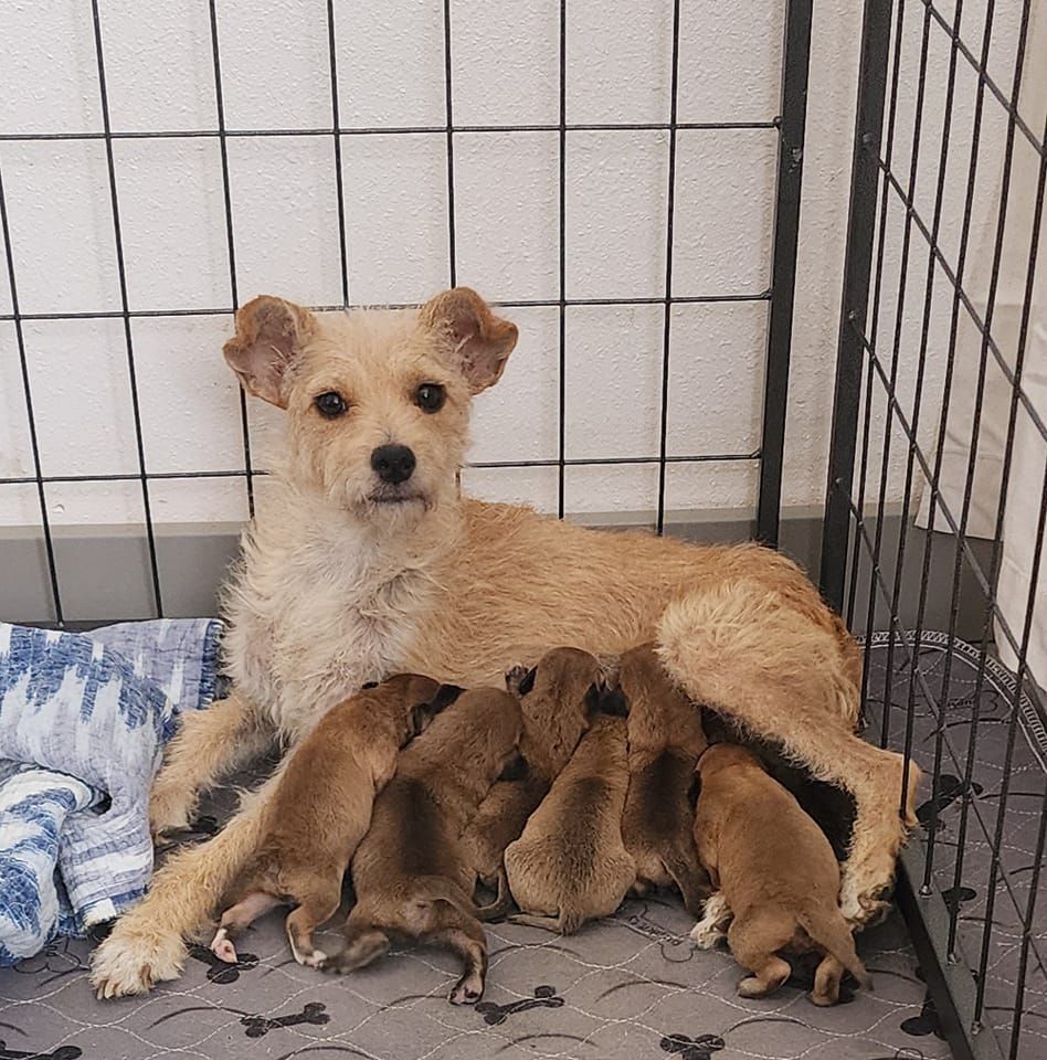 Cotton Candy & Her Pups