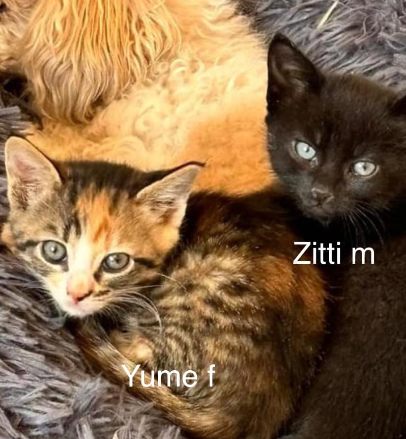 Yume and Zitti