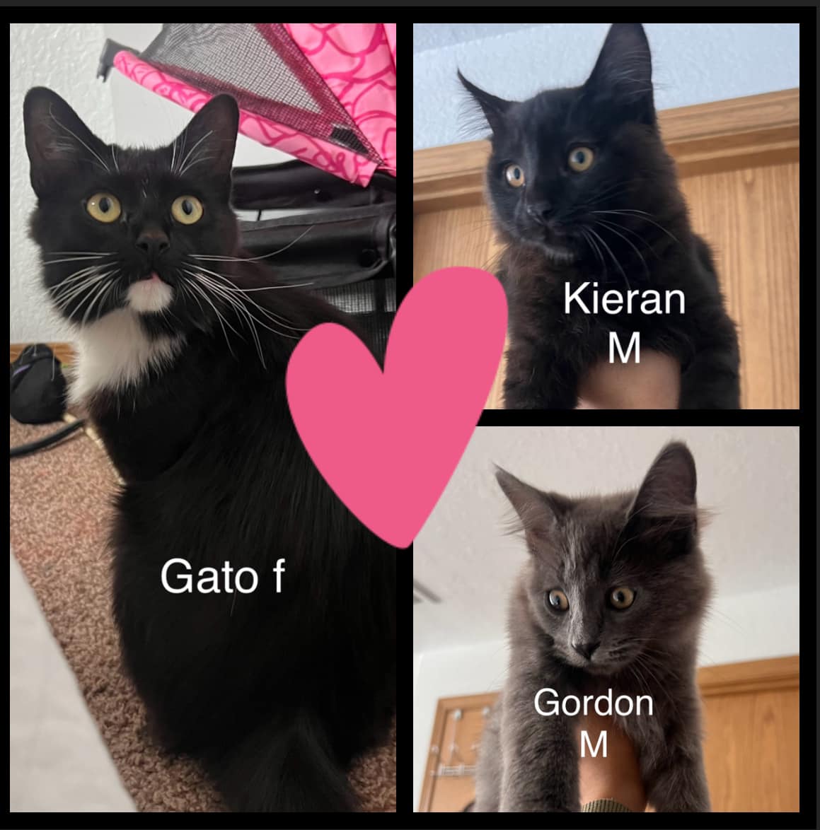 Gato, Gordon, and Kieran