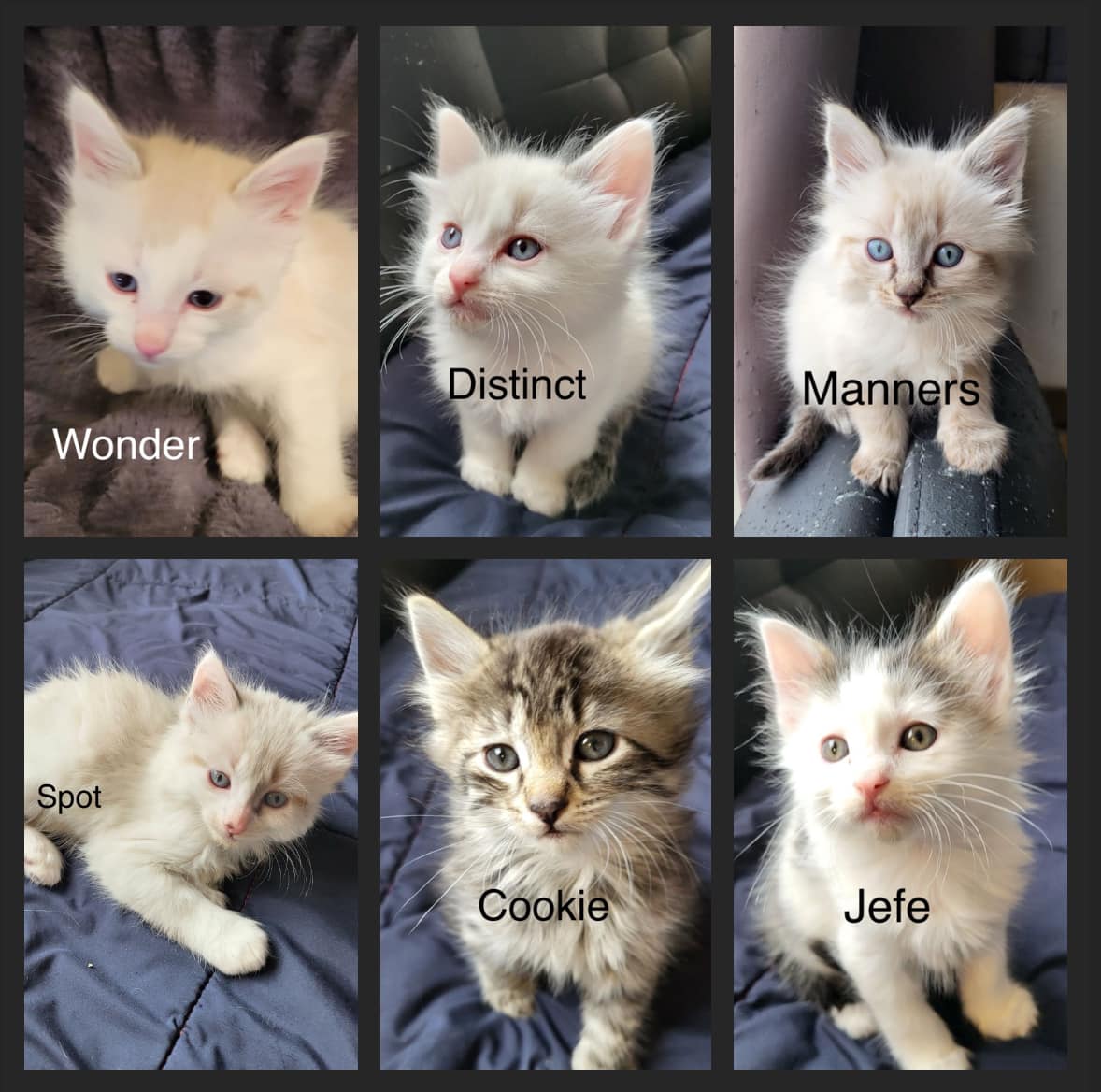 Wonder, Distinct, Manners, Spot, Cookie, and Jefe