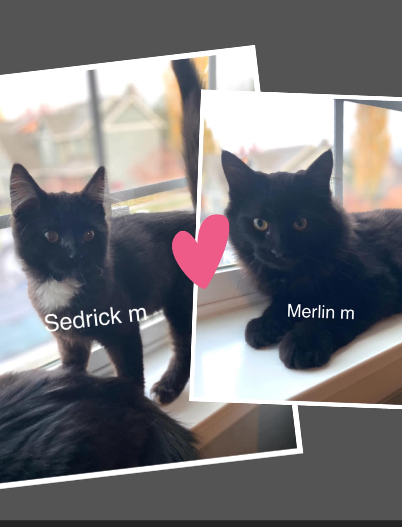 Merlin & Sedrick