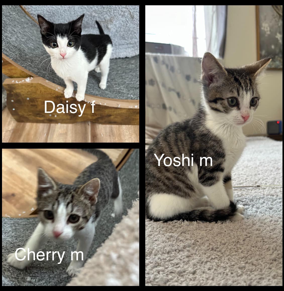 Daisy, Yoshi, & Cherry