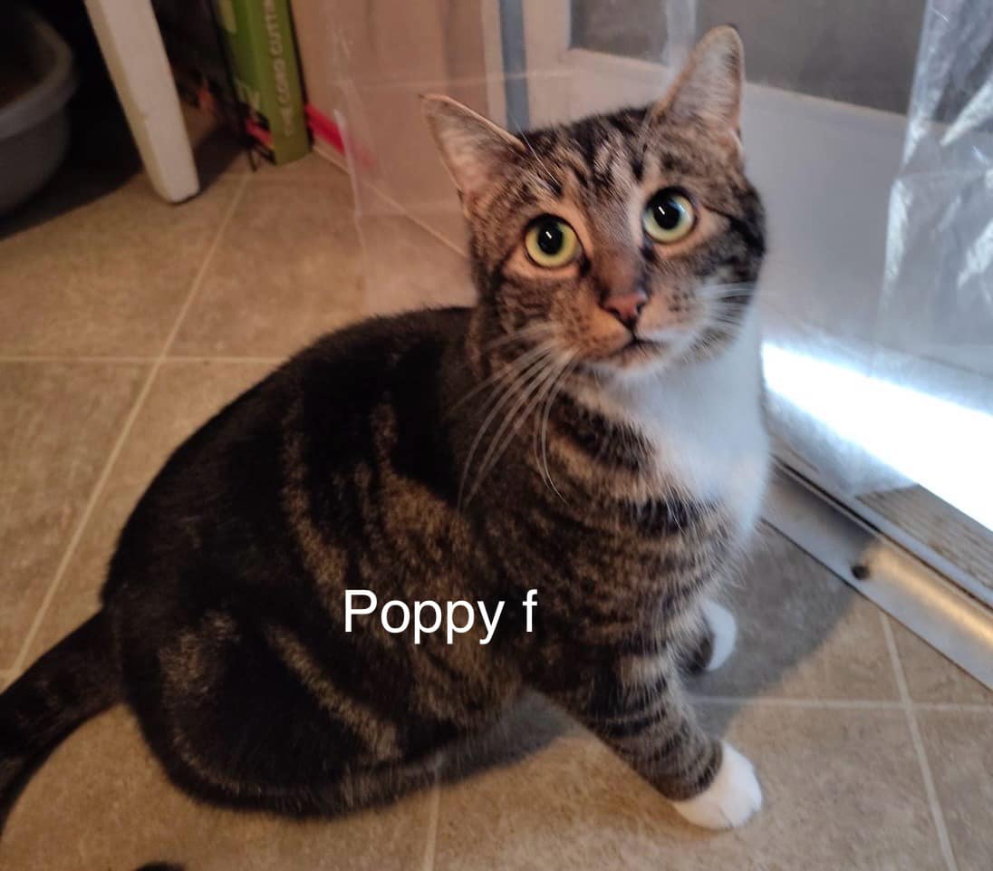 Poppy