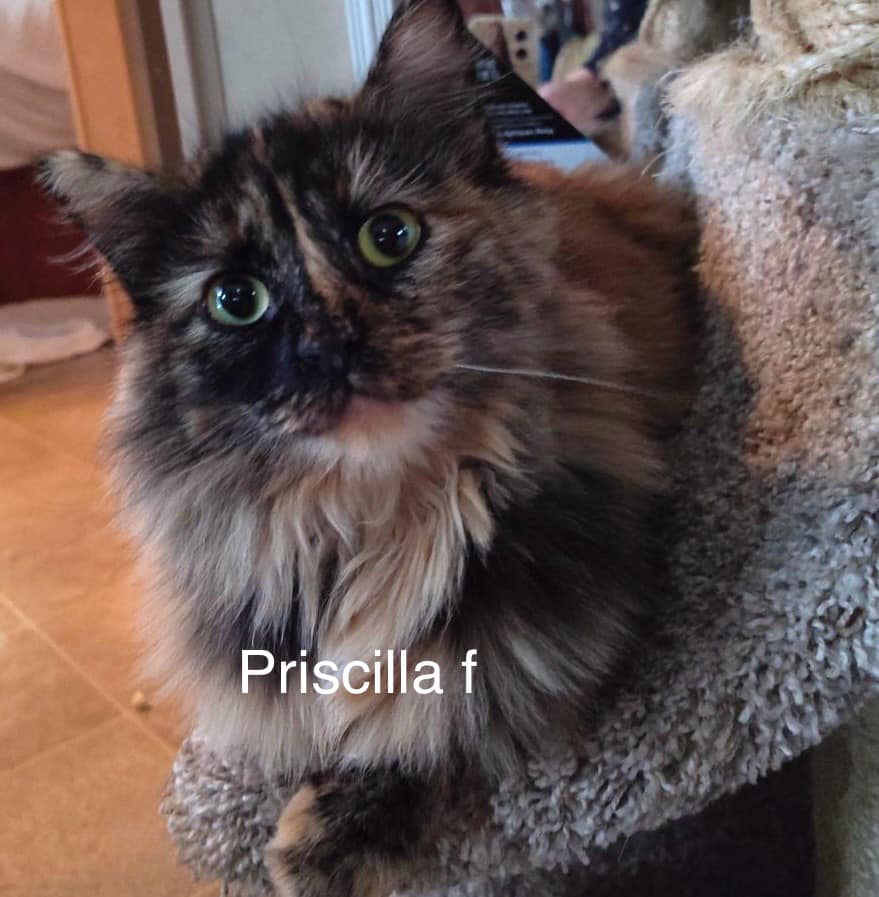 Priscilla