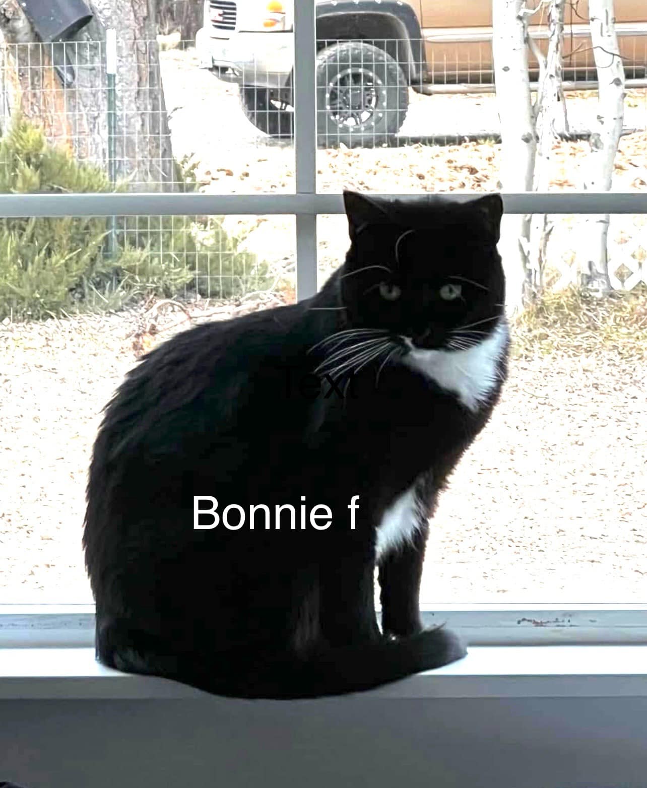 Bonnie