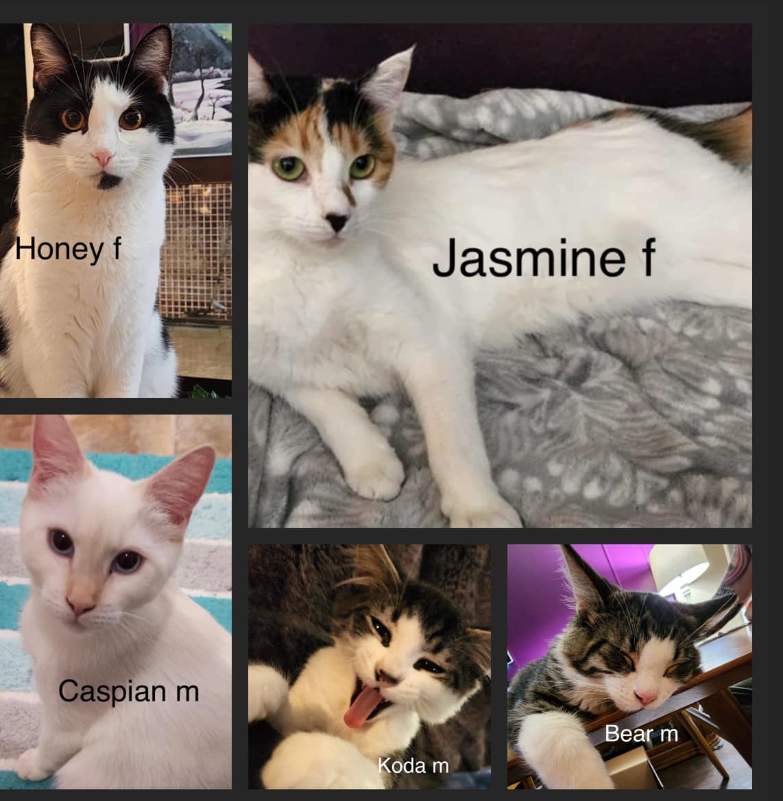 Honey, Jasmine, Caspian