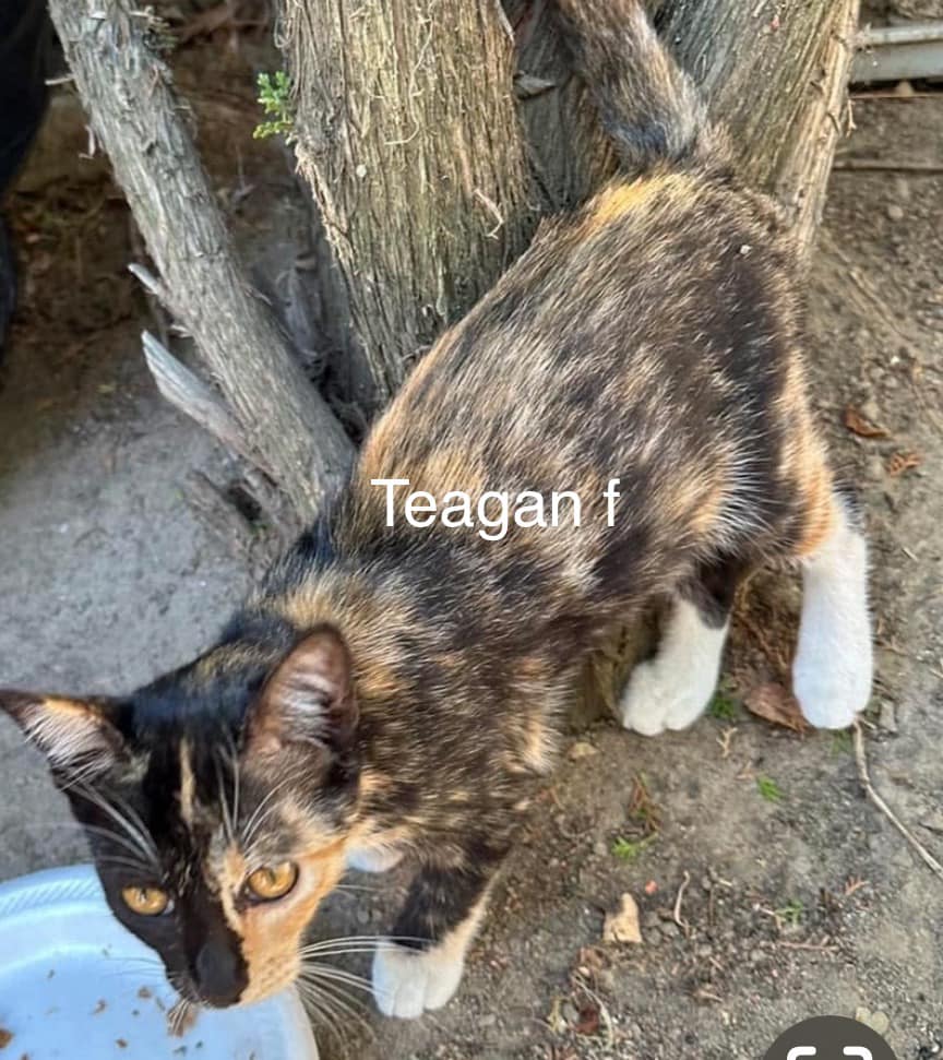 Teagan