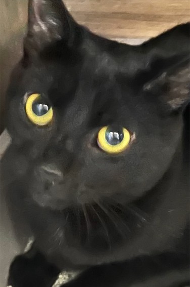 Ebony