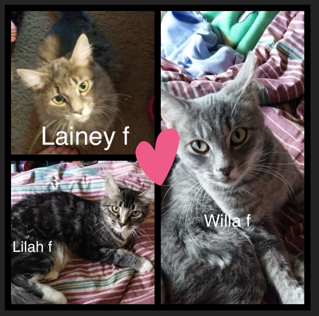 Lainey, Lilah, & Willa