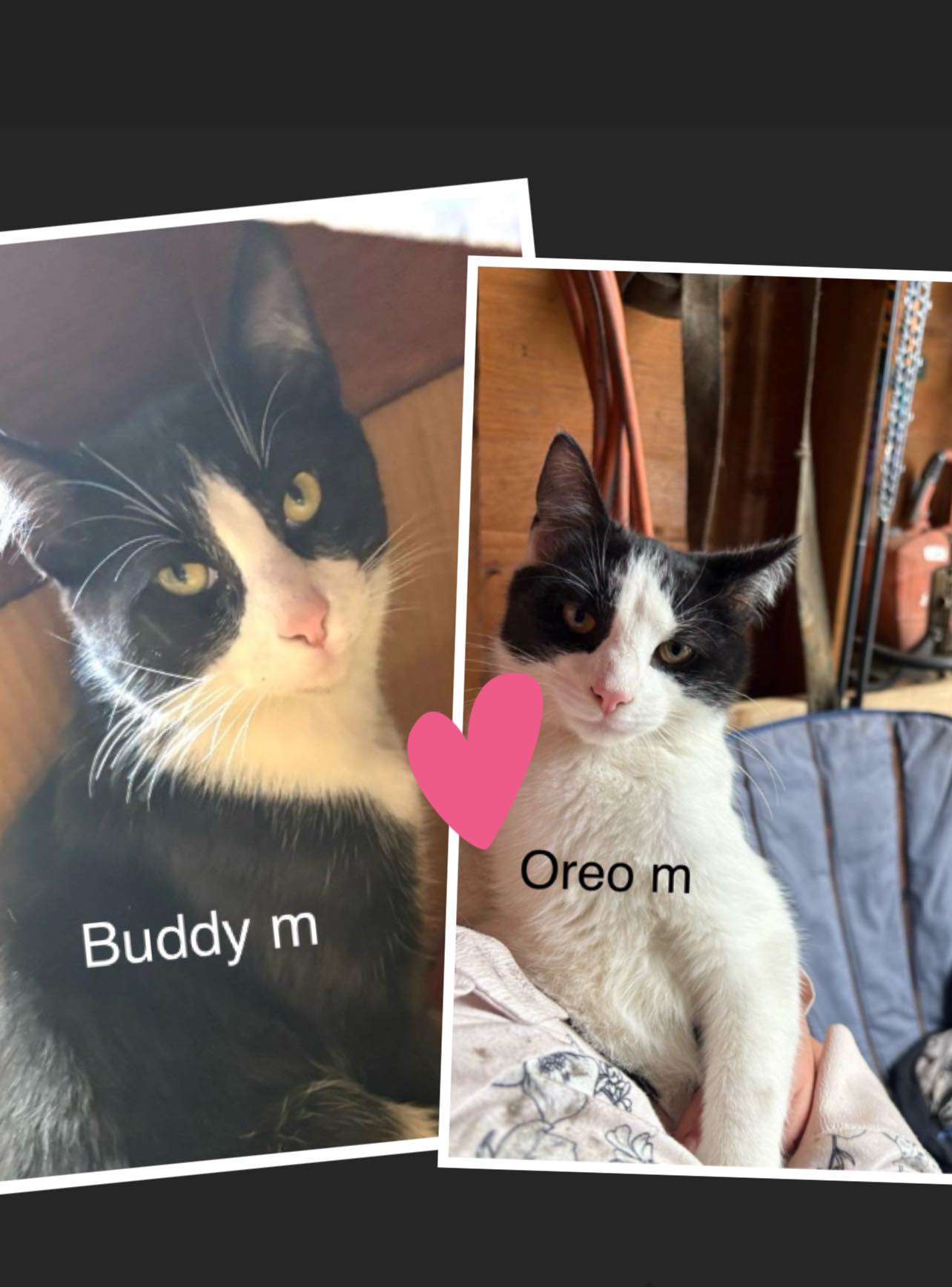 Oreo & Buddy
