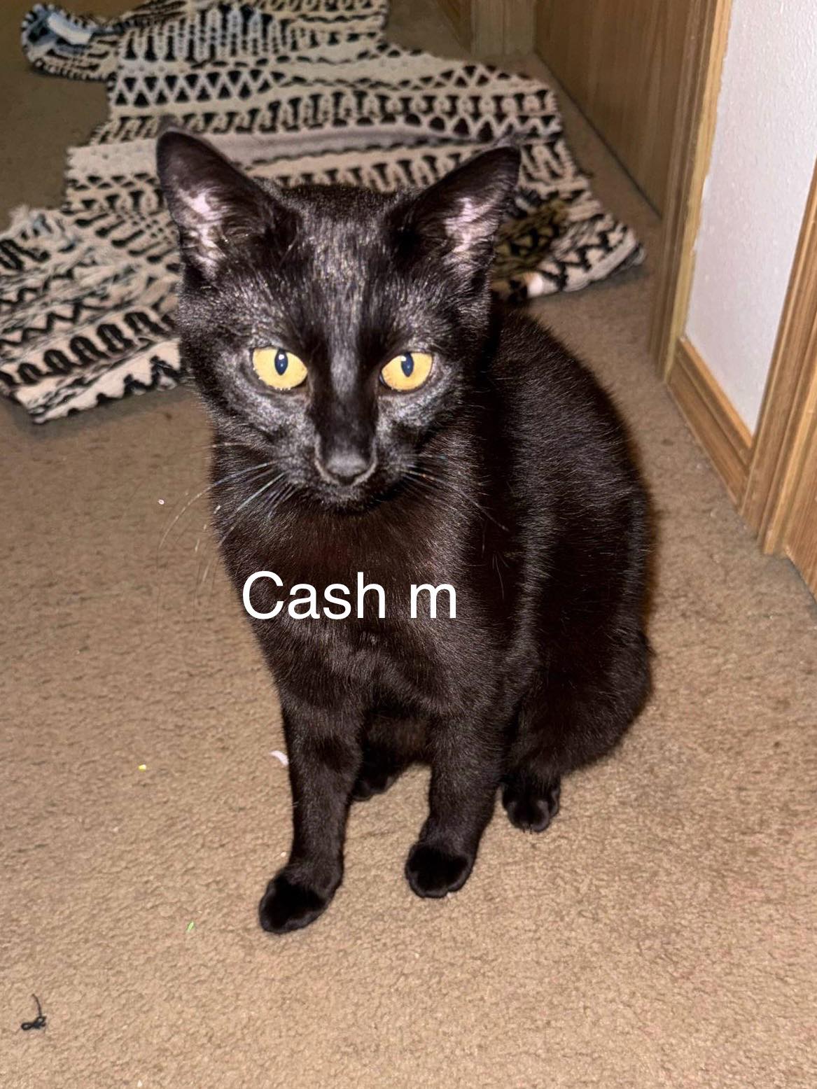 Cash