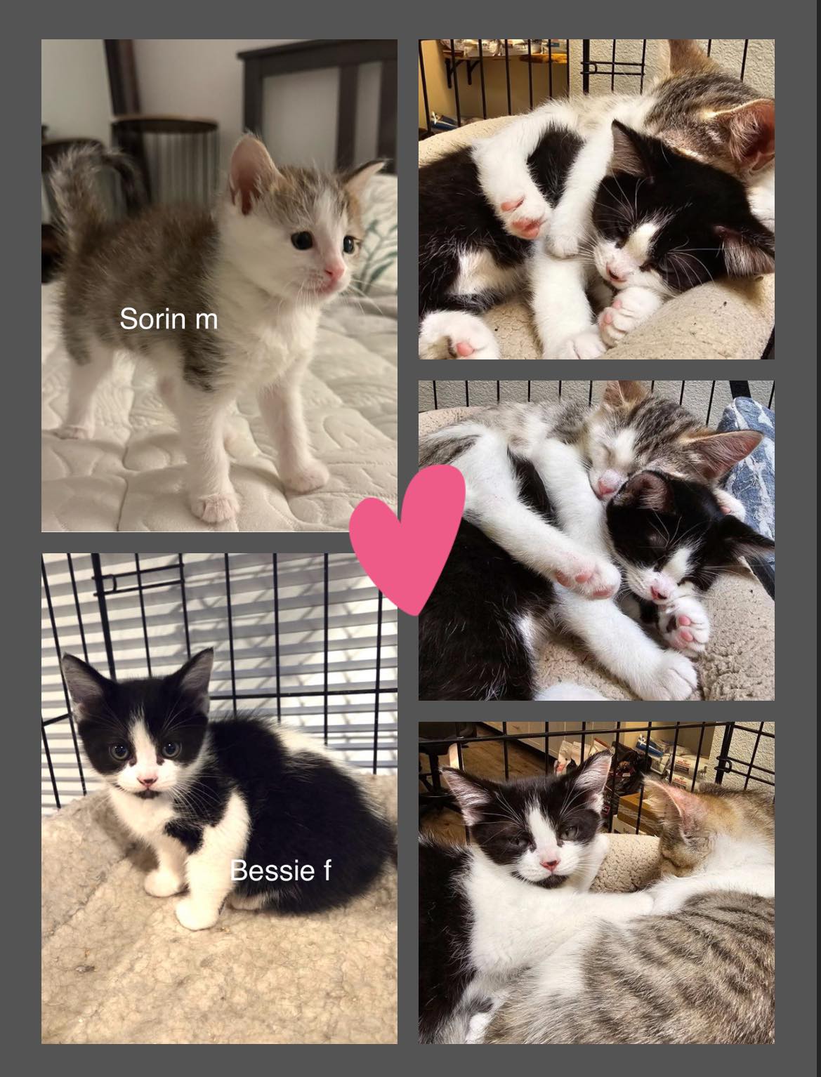 Sorin & Bessie