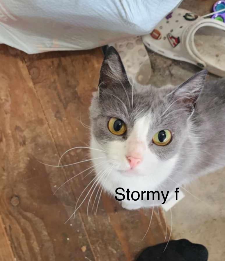 Meet Stormy
