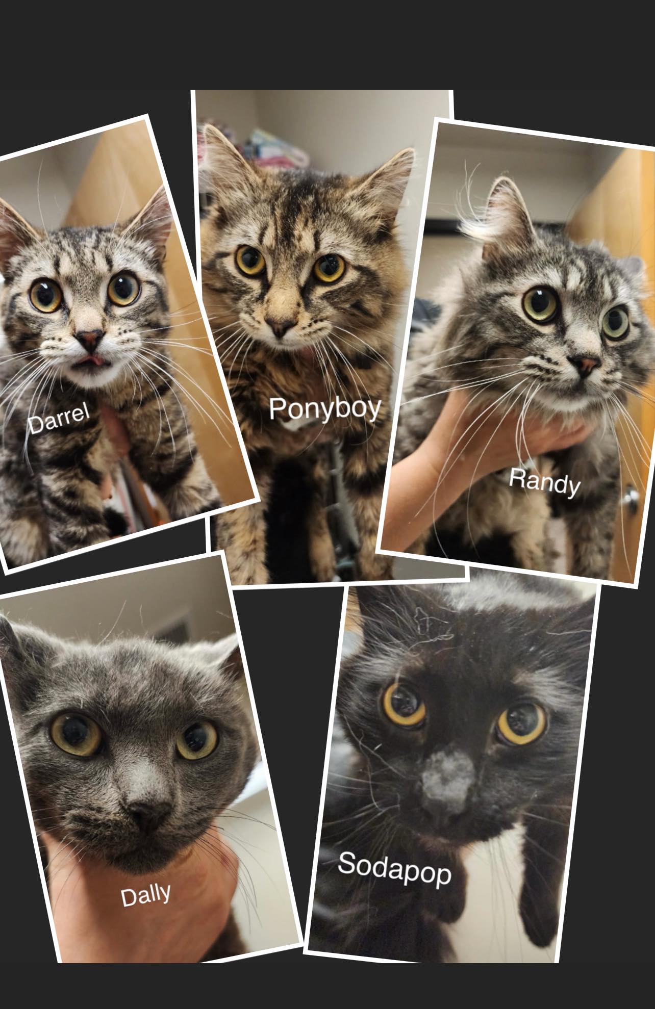 Ponyboy, Dally, Sodapop, Darrel, & Randy