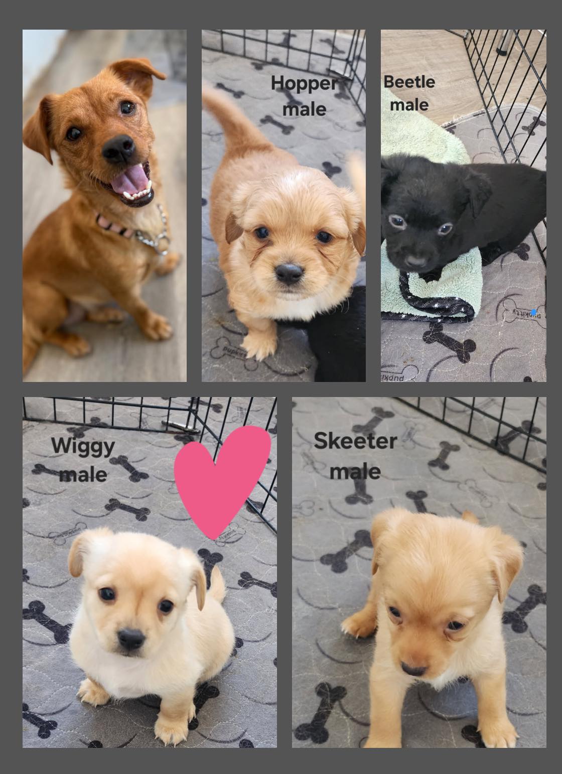 Mom, Hopper, Beetle, Wiggy, & Skeeter