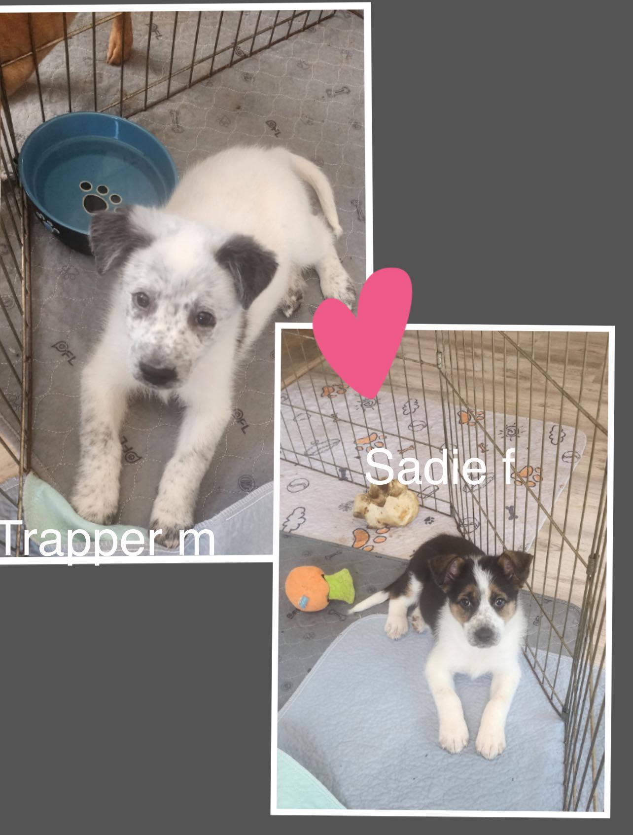 Sadie & Trapper