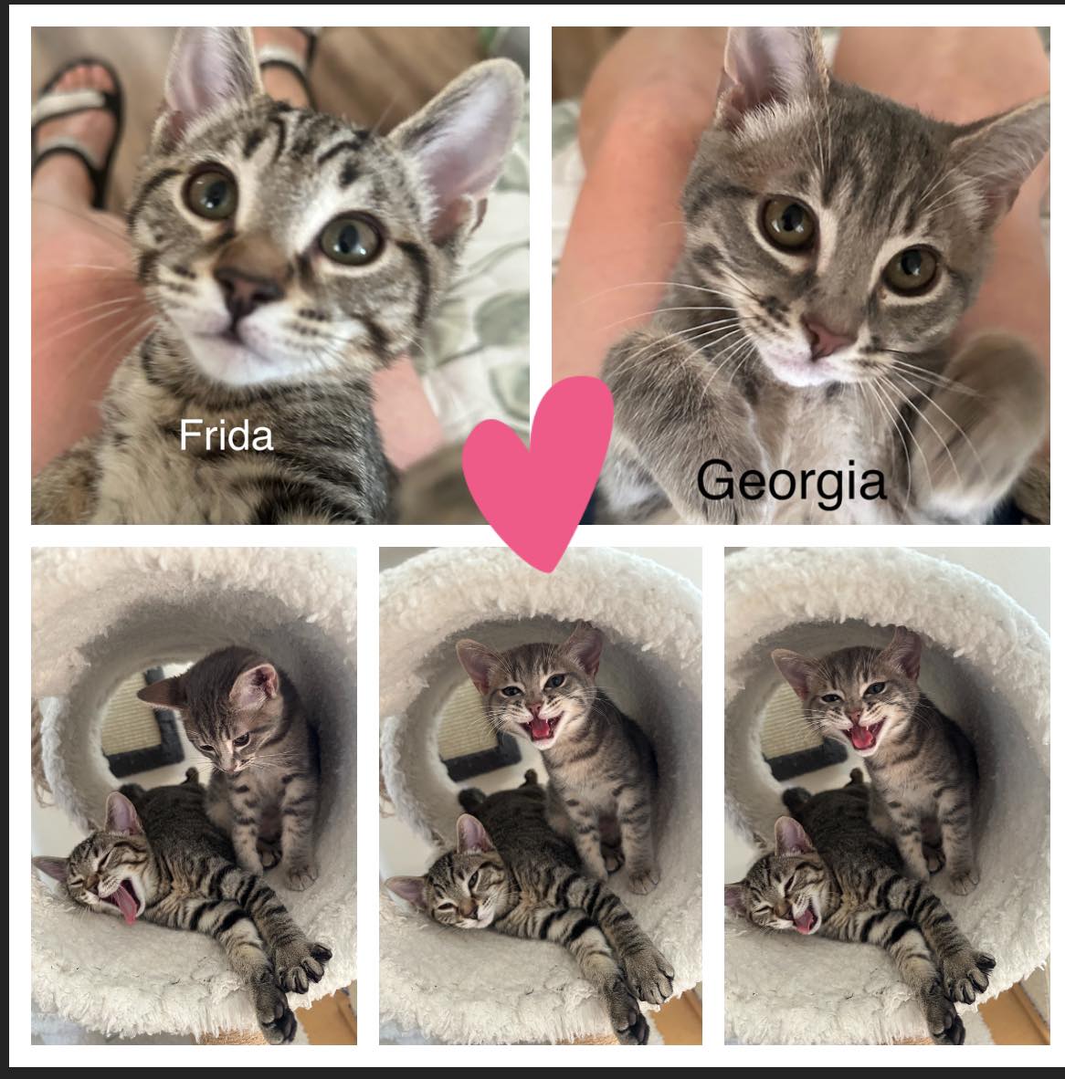 Meet Georgia & Frida