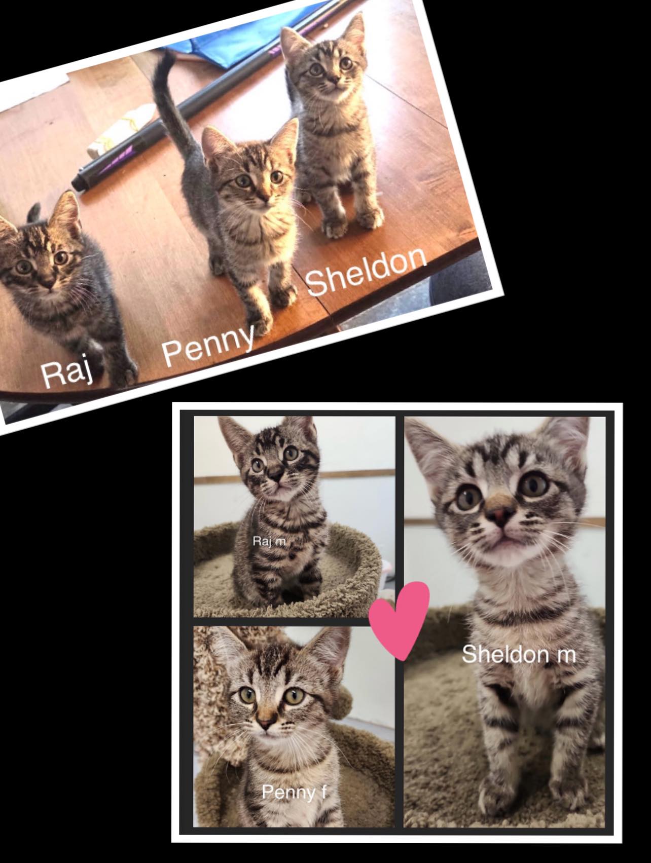 Raj, Penny, & Shelton