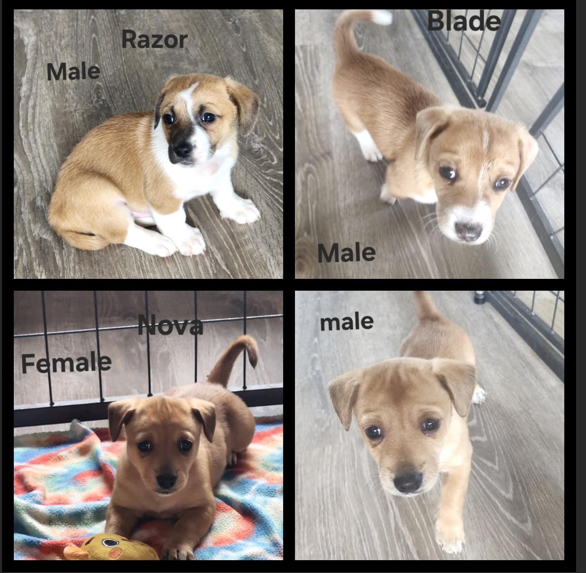 Razor, Blade, Cain & Nova