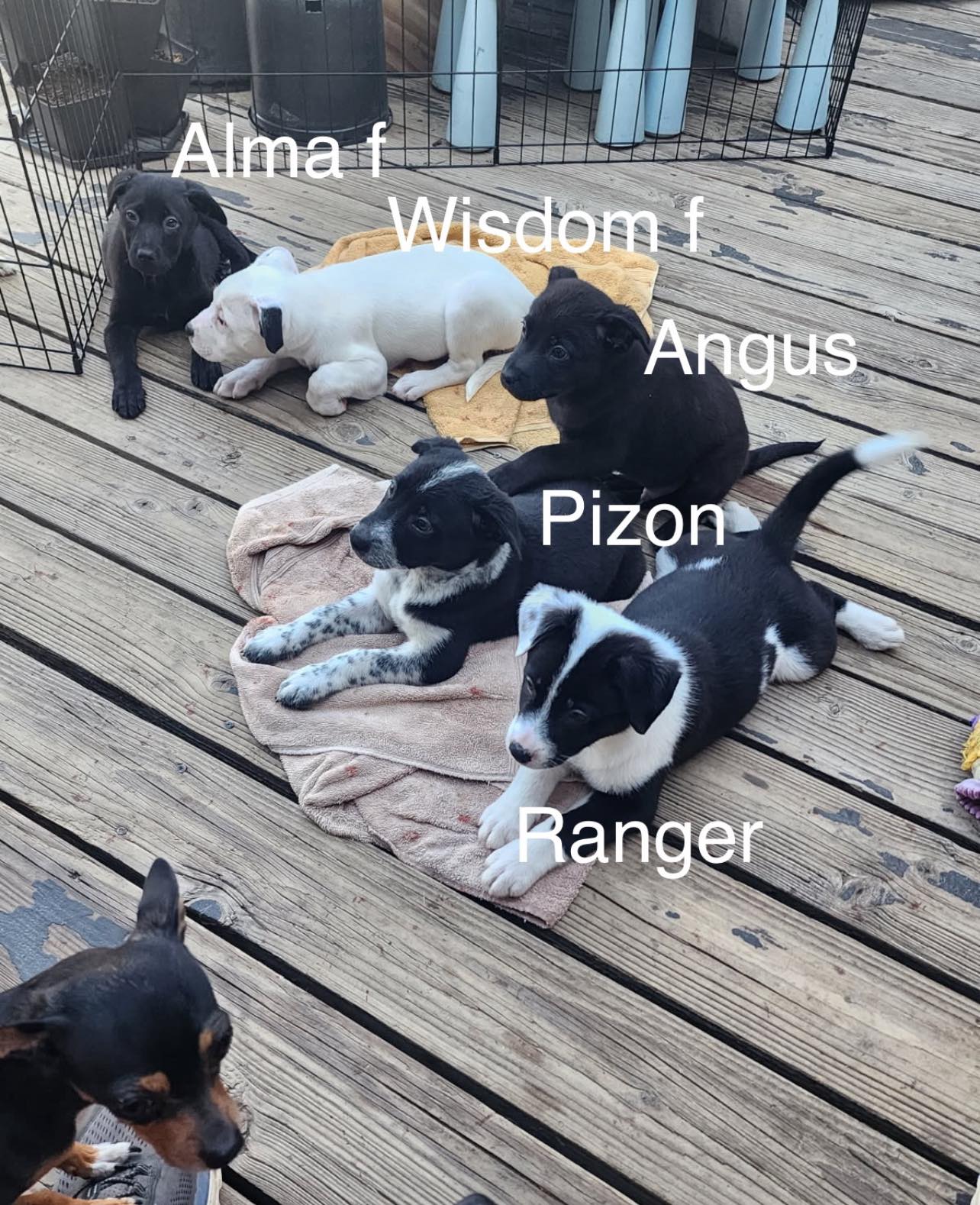 Alma, Wisdom, Angus, Pizon, Ranger