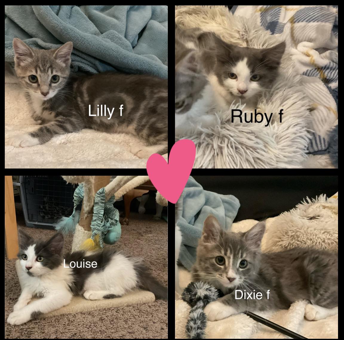 Meet Lilly, Ruby, Louise, & Dixie