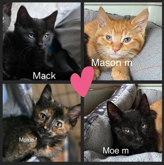 Mack, Moe, Moxie & Mason