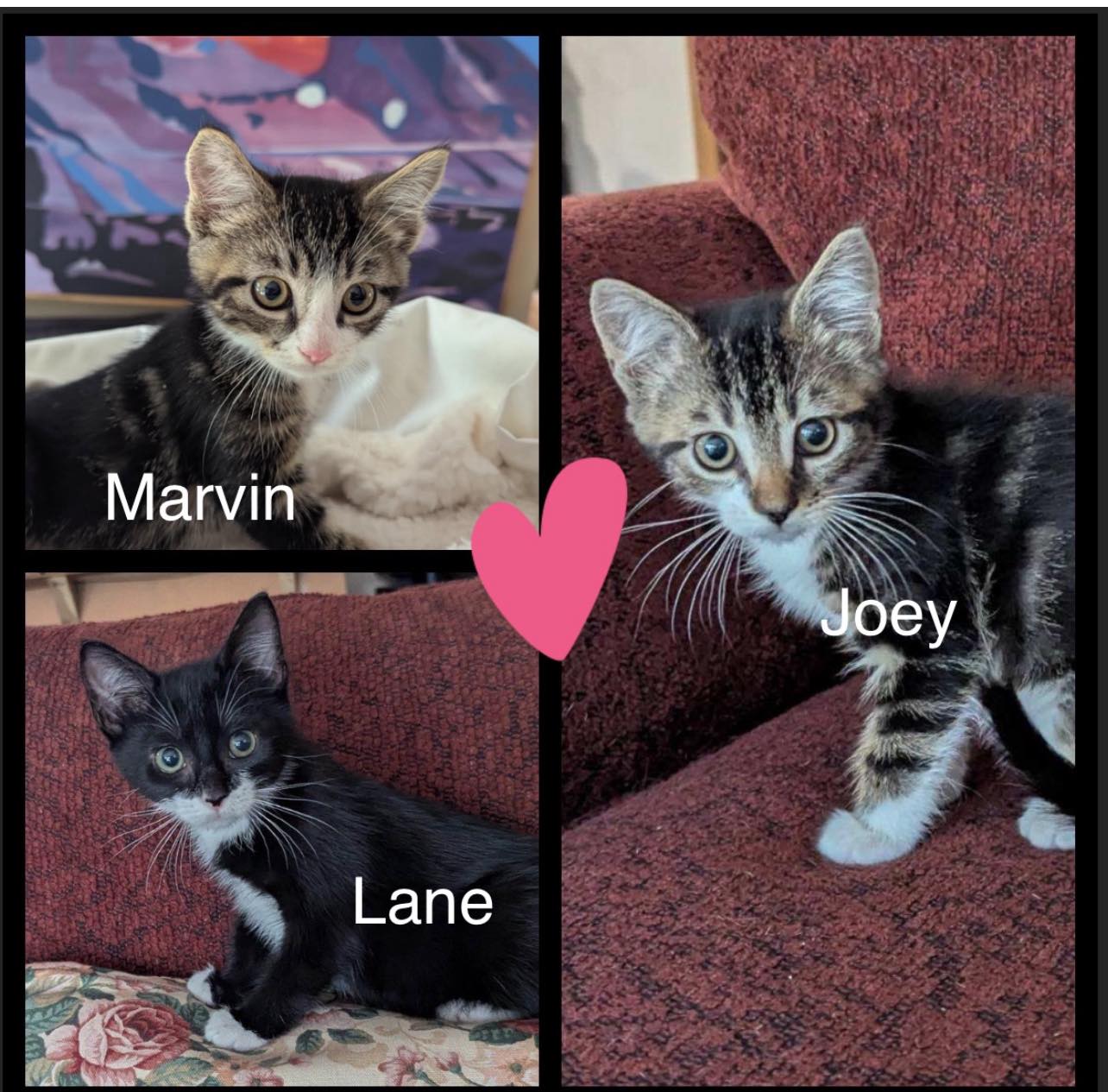 Marvin, & Joey