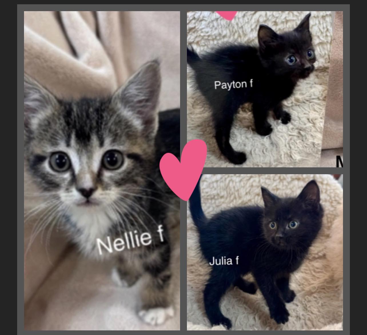 Payton, Nellie & Julia