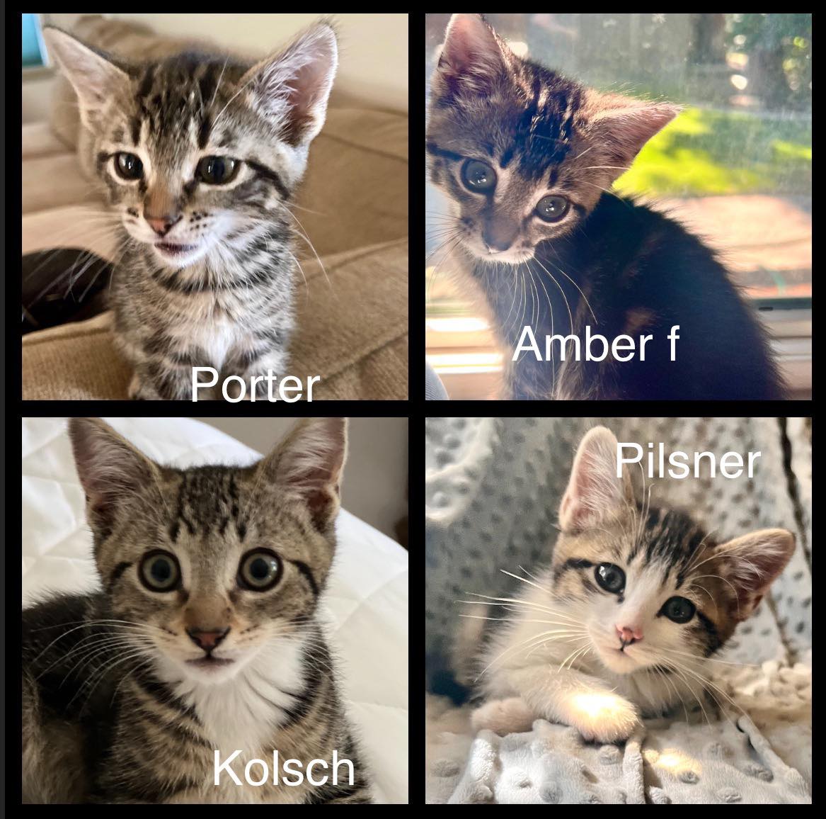 Amber, Kolsch, Pilsner, & Porter