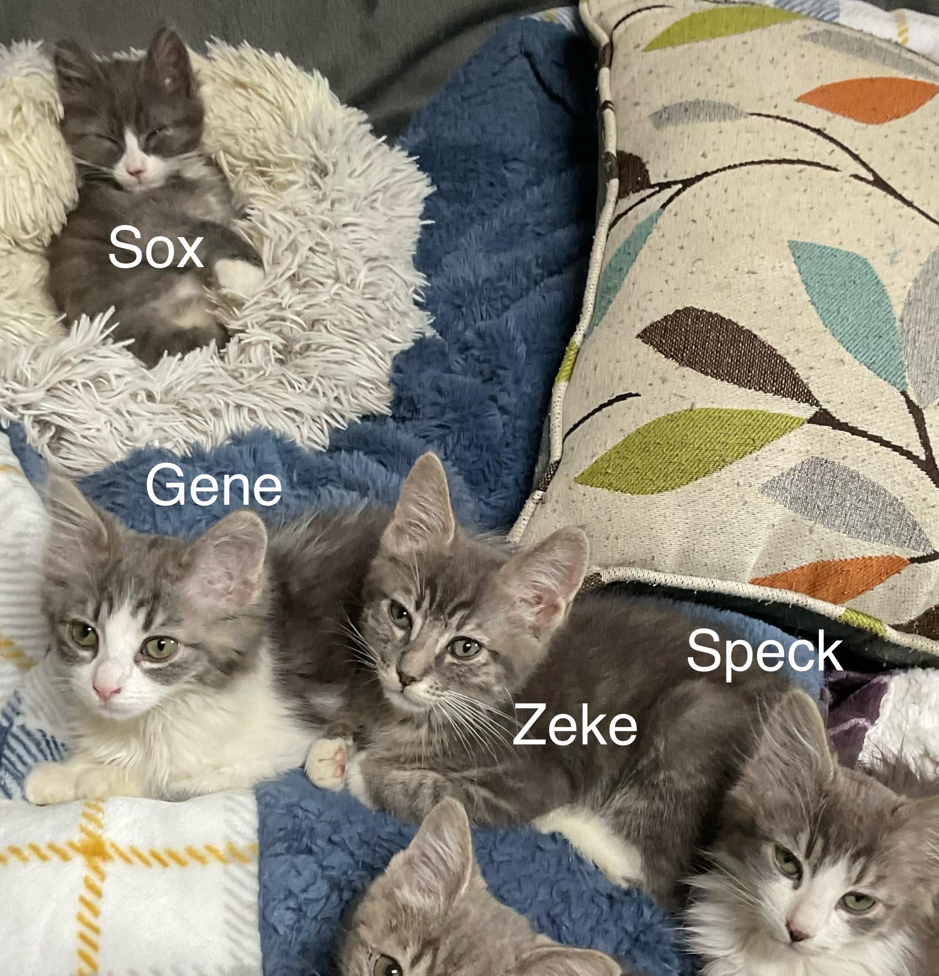Sox, Speck