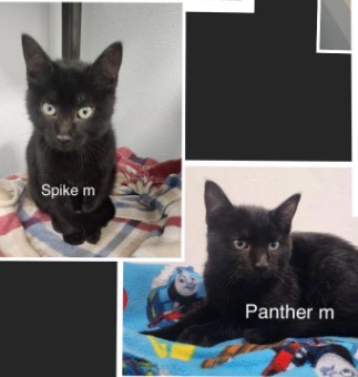 Panther, Shadow, & Spike
