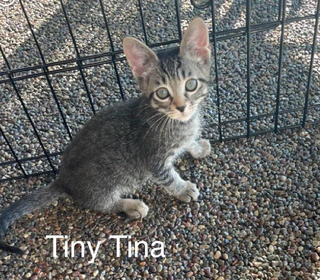 Tiny Tina