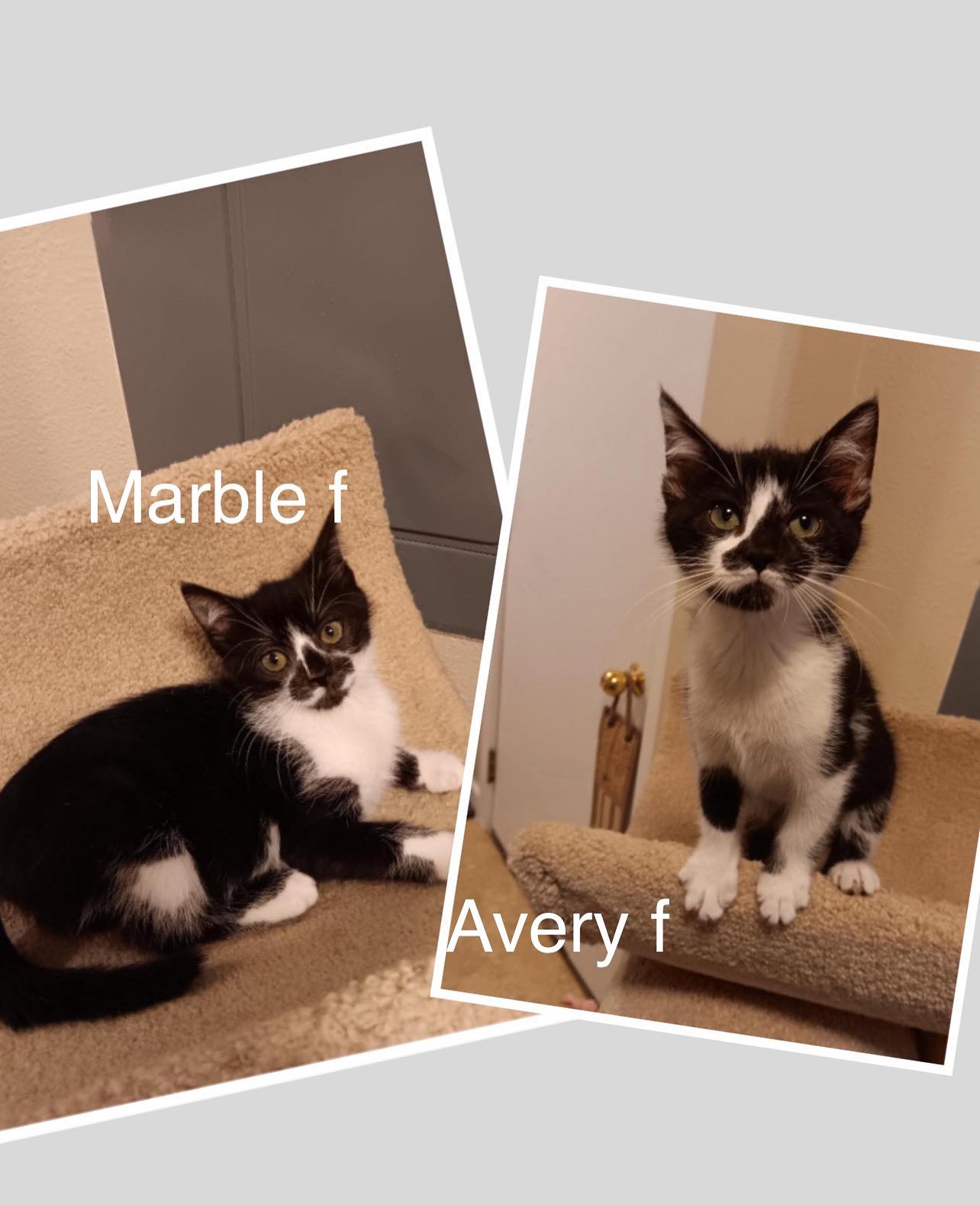 Avery & Marble