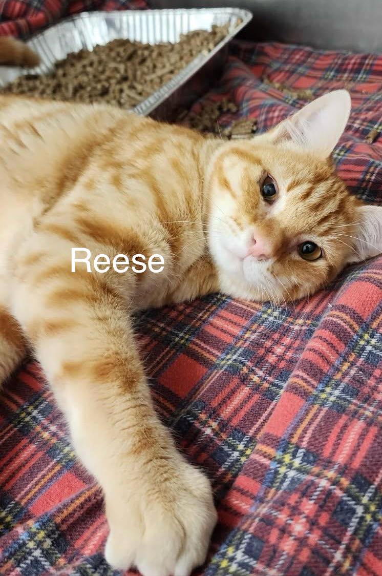 Reese