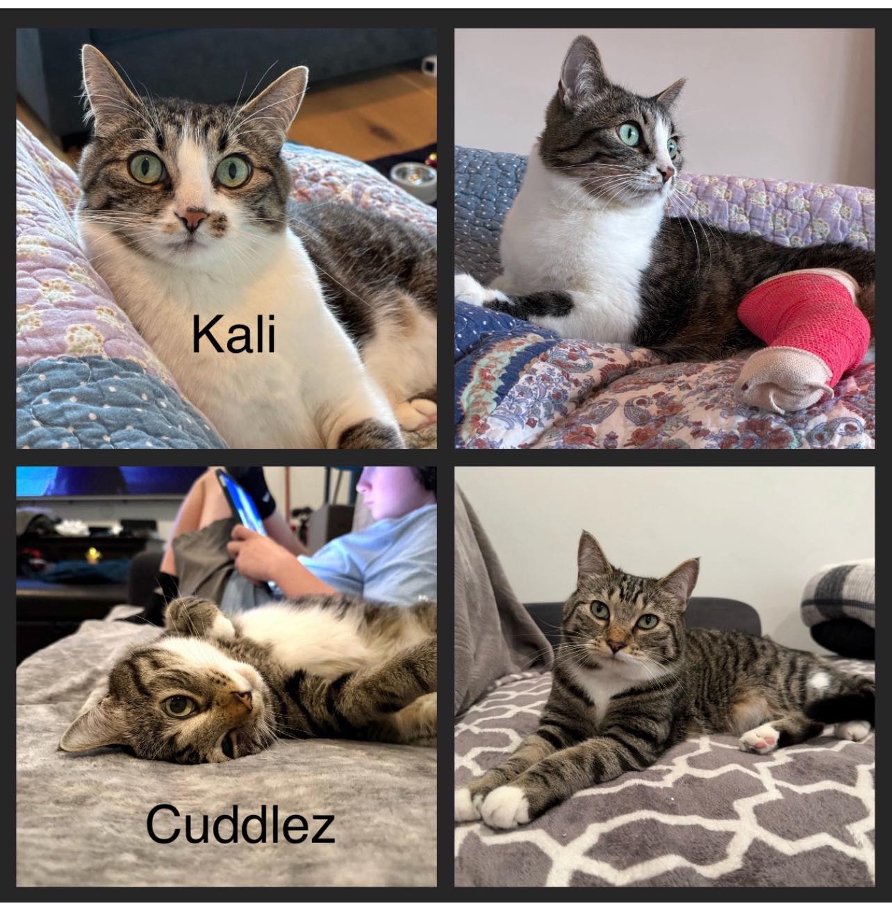 Kali & Cuddlez