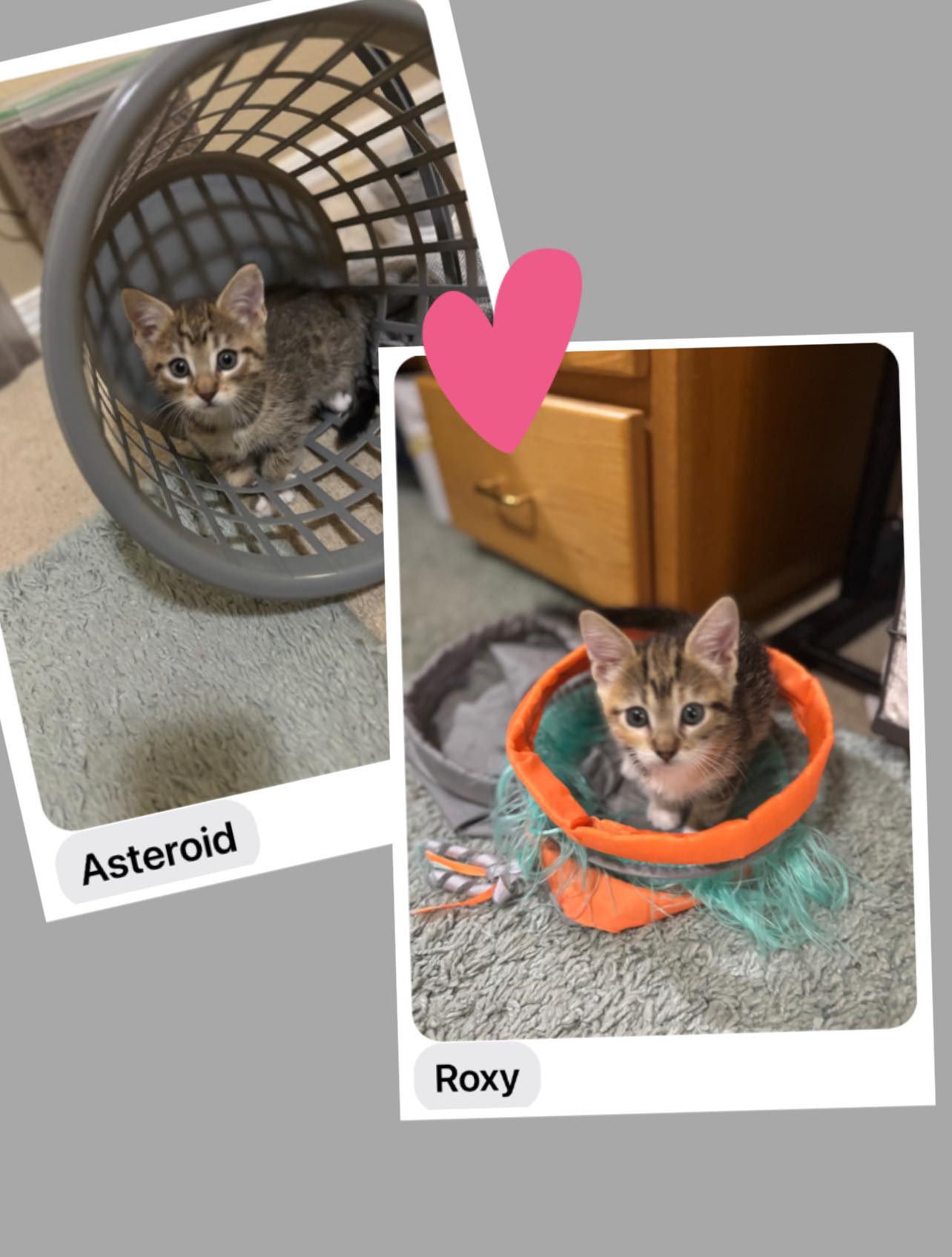 Asteroid & Roxy