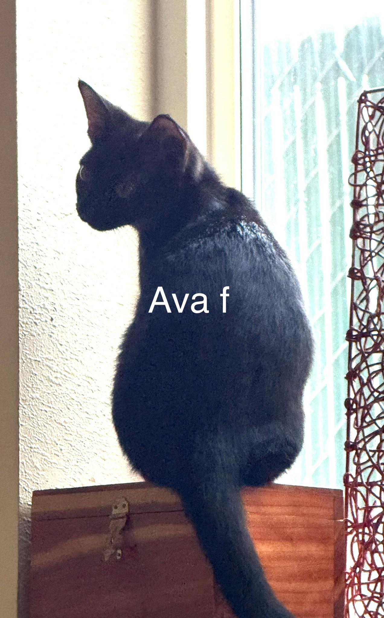 Ava