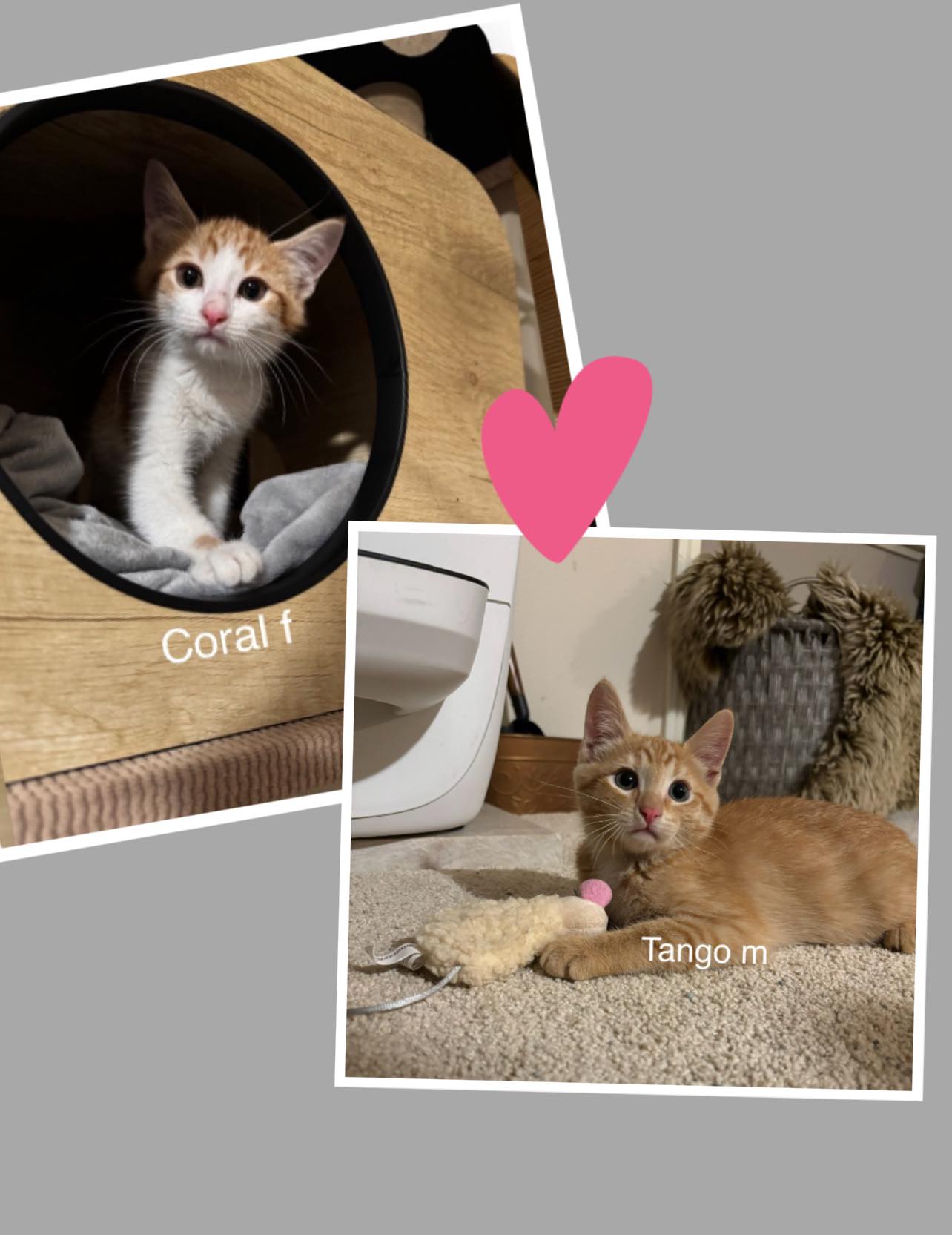 Coral & Tango