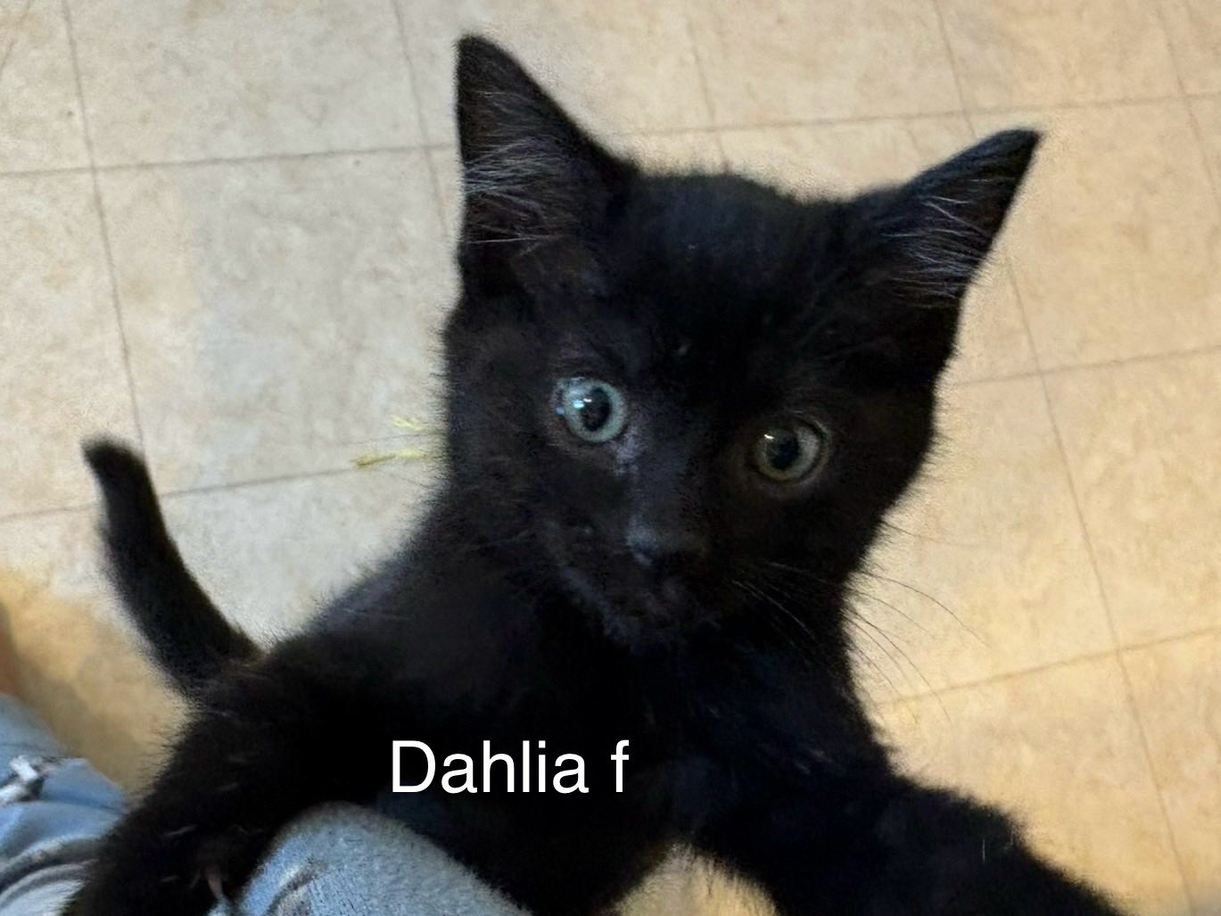 Poppy & Dahlia