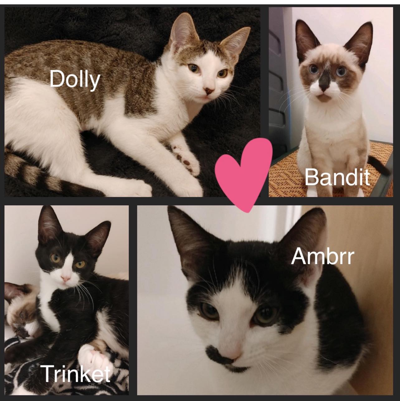 Dolly, Bandit, Trinket, & Ambrr