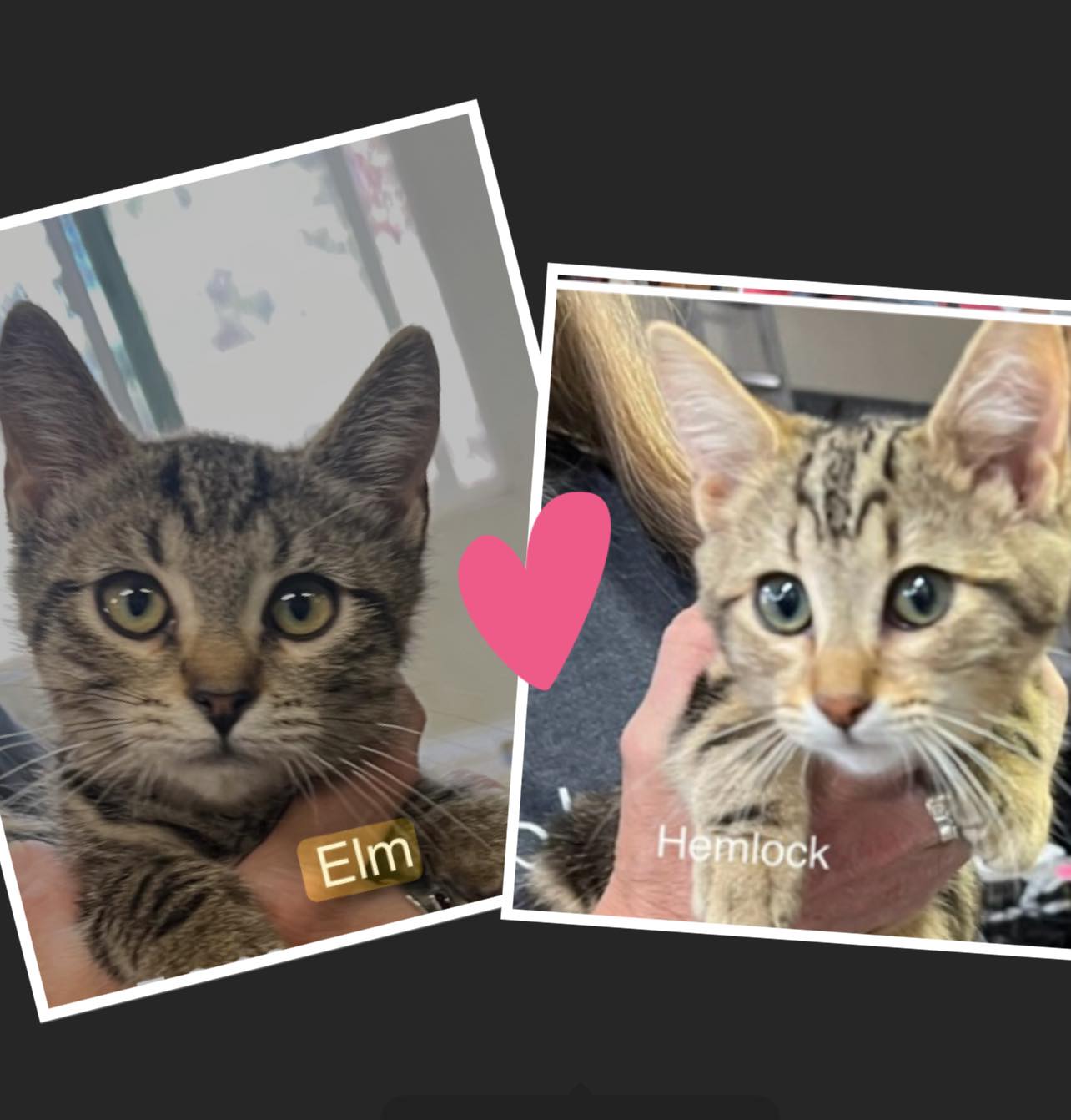 Elm & Helmock