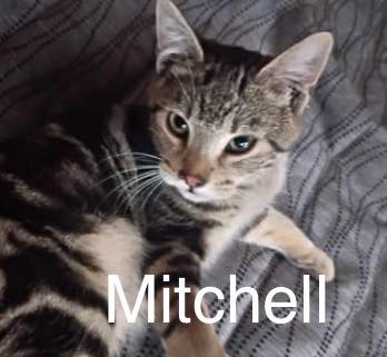 Mitchell