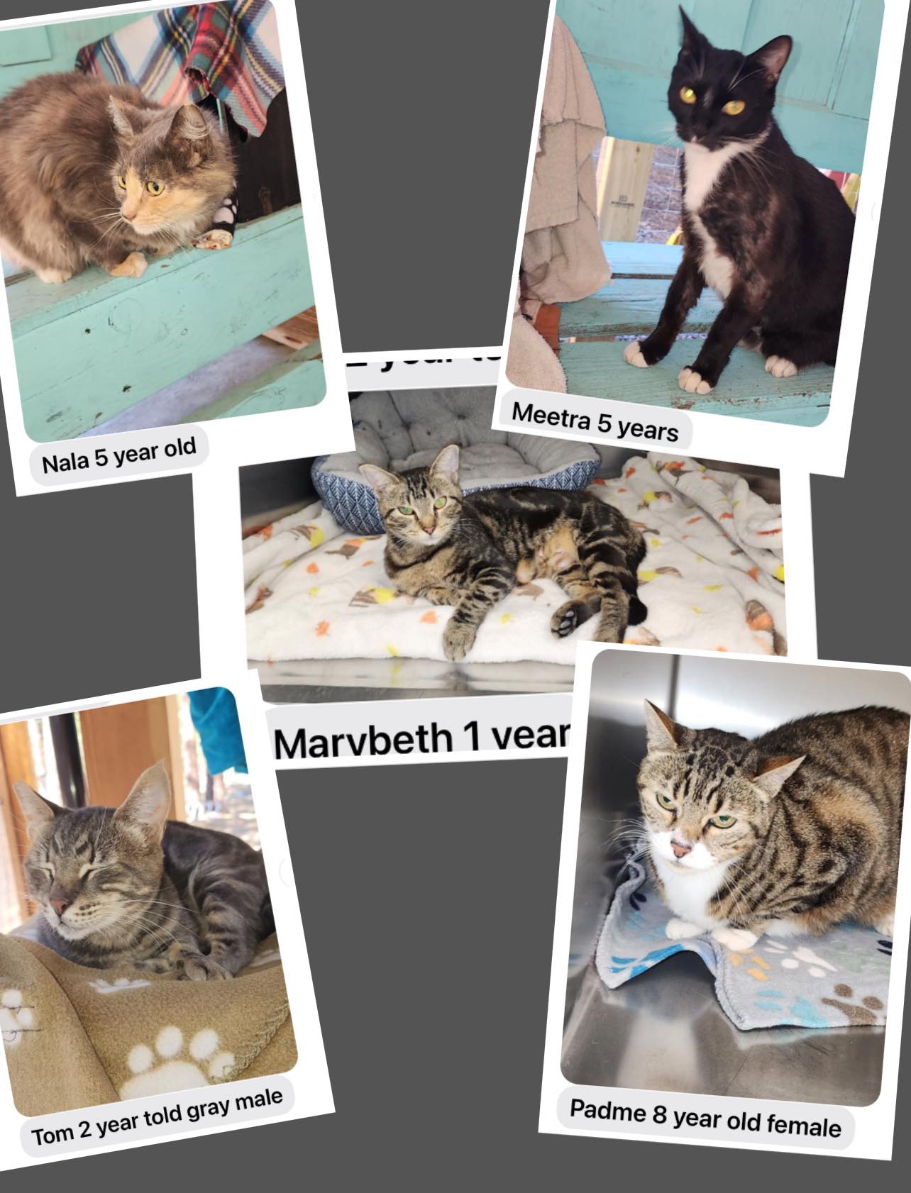 Marybeth, Nala, Tom, Meetra, Padme