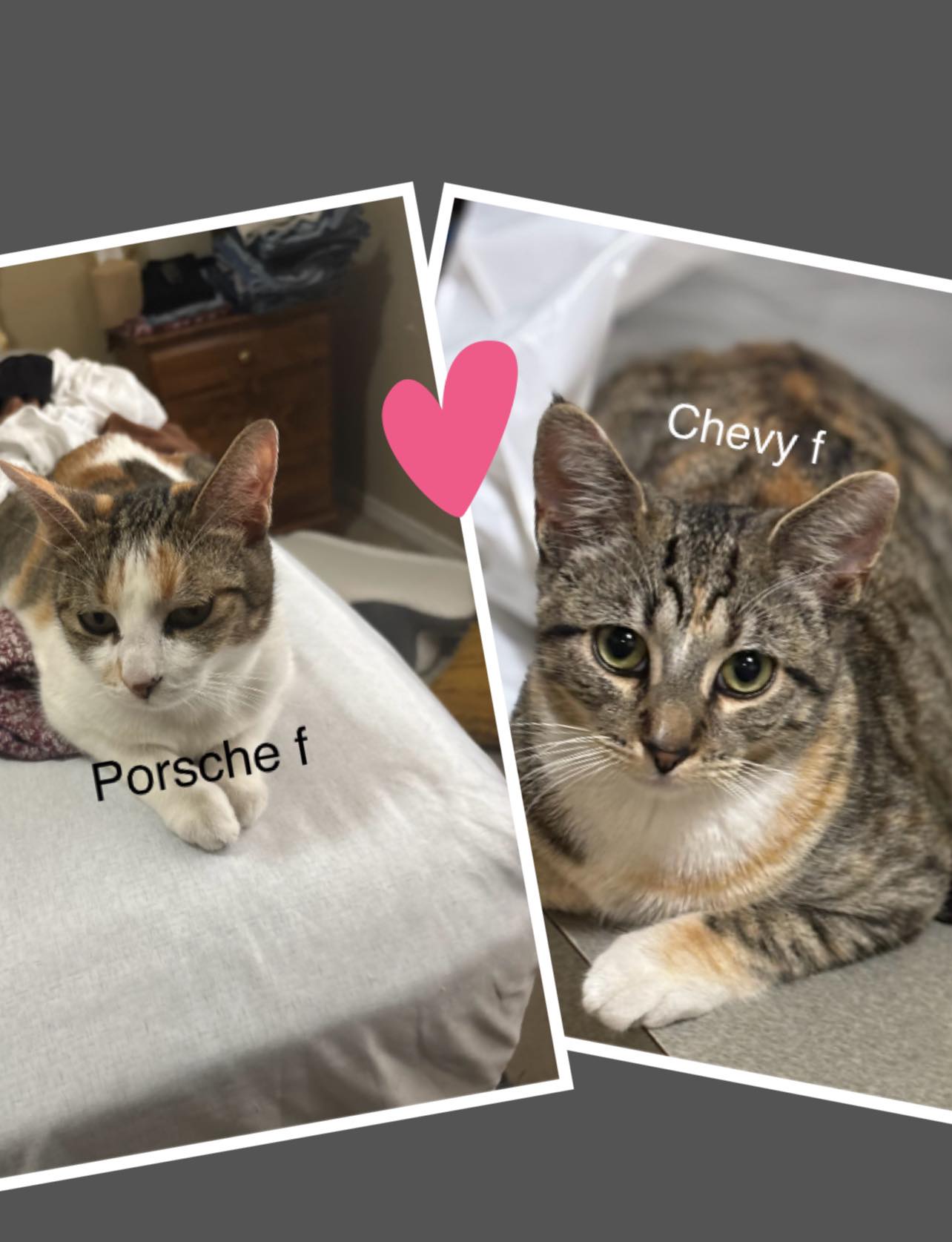 Porsche & Chevy
