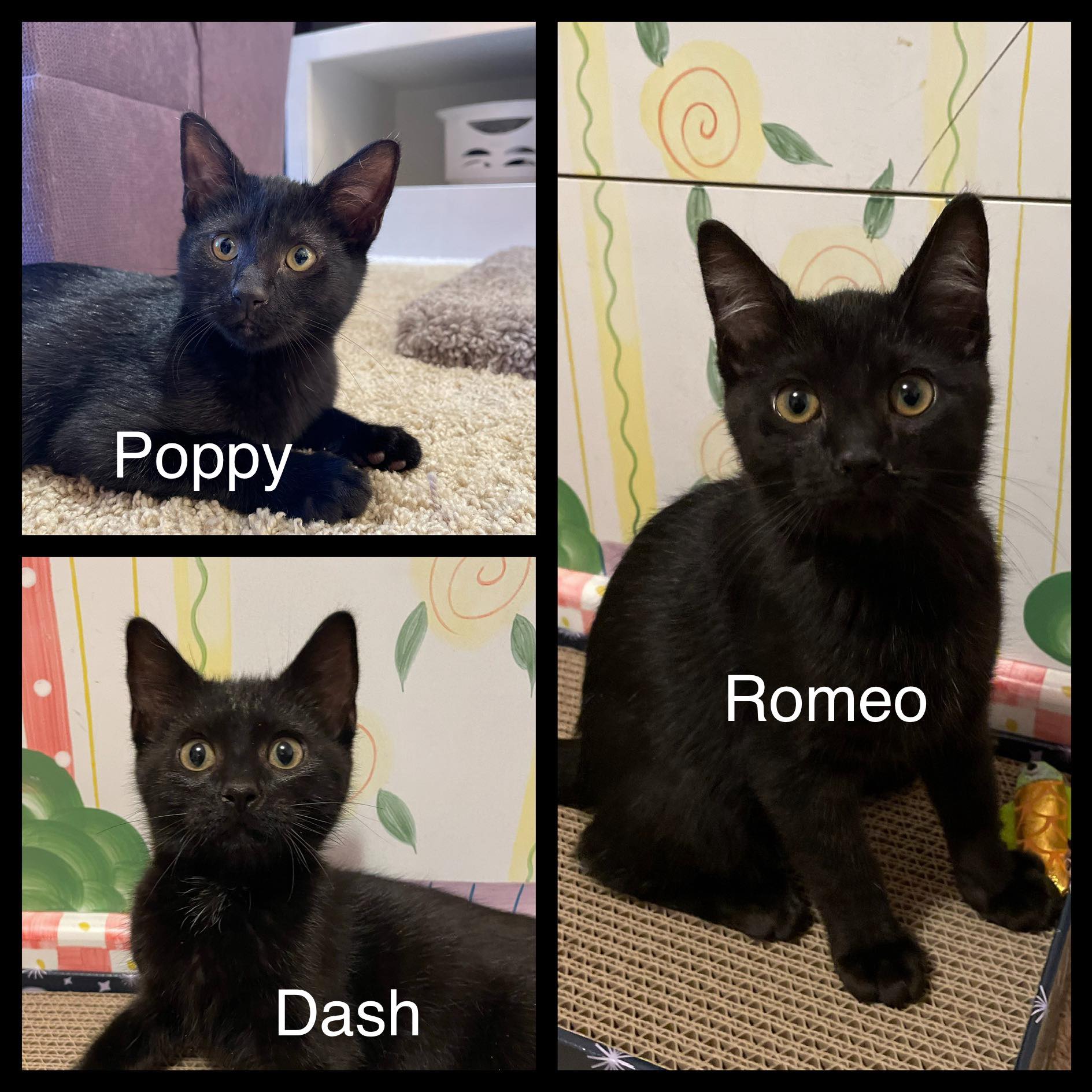 Poppy, Romeo, & Dash