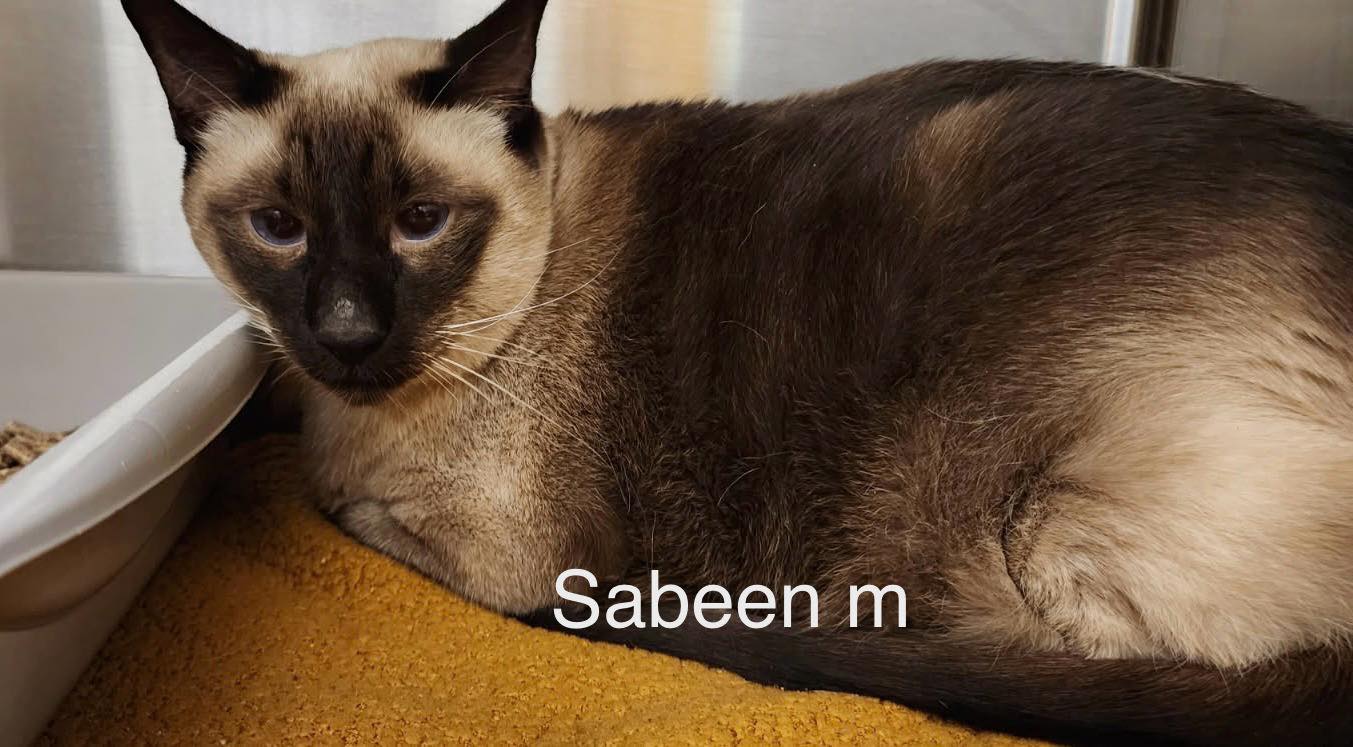 Sabeen