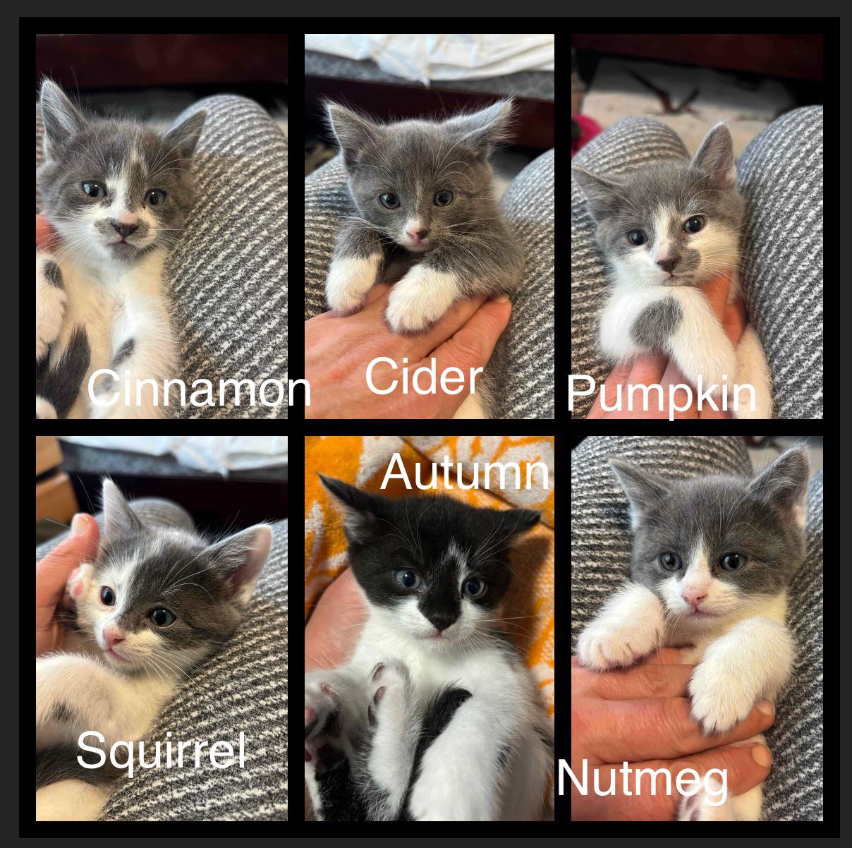 Cinnamon, Cider, Pumpkin, Squirrel, Autumn, & Nutmeg